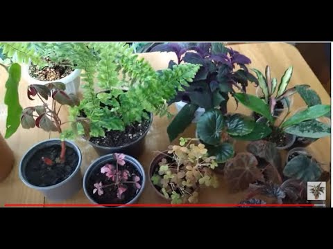Видео: Вот эти комнатные растения пополнили мою цветочную коллекцию после выставки.