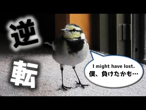 Видео: Цыплятки в конце осени - Переворот