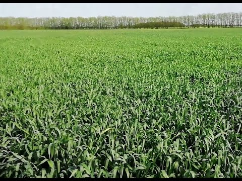 Видео: Болезнь пшеницы. Накипело, Хватит. Повторная обработка пшеницы фунгицидом.