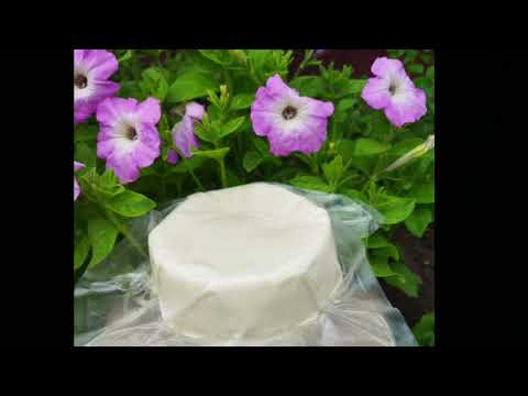 Видео: 27.10.23.Вади сирів...Пороки сирів...Брак сиру