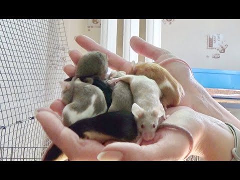Видео: Мыши! Отличия поведения дикой и декорашек! 7 девчоночек