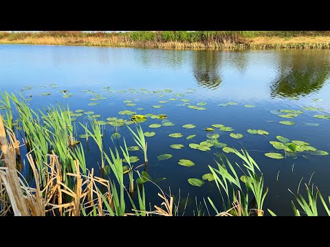 Видео: Мормышинг в местах детства. Клюёт Карась на спиннинг! Рыбалка в память моего деда