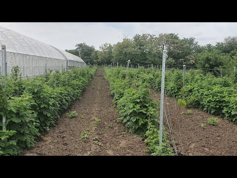 Видео: Малина Маравилла, Делнива, Овация и Таруса. Прищипка ежевики. Маточник земляники.