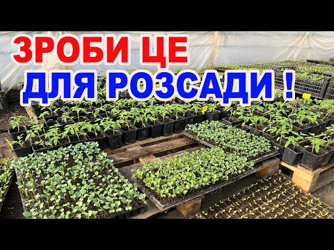 Видео: Чорна ніжка на розсаді: як врятувати рослини ? Жива ТРИХОДЕРМА