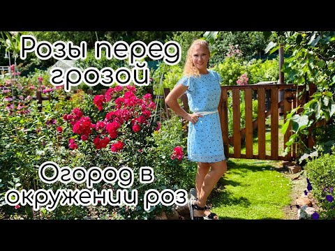 Видео: Розы перед грозой. Огород в окружении роз