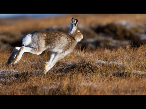Видео: ЛУЧШИЕ МОМЕНТЫ  ОХОТЫ НА ЗАЙЦЕВ!!! ТОЛЬКО ВЫСТРЕЛЫ!!! / MAX HUNTER