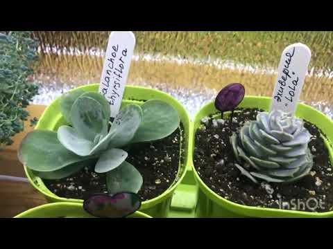 Видео: 27.10.2023. Новинки суккулентов