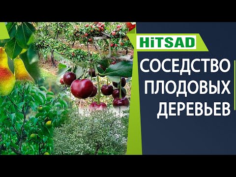 Видео: НИКОГДА НЕ САЖАЙТЕ ЭТИ ДЕРЕВЬЯ РЯДОМ ✔️ Соседство плодовых растений