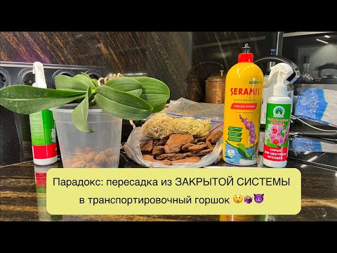 Видео: Пересаживаю взрослую орхидею Table Mystery в транспортировочный горшок - бывает и такое 🤦🏼‍♀️