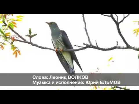 Видео: Авӑтать куккук чарӑнми. Сӑмахсем Леонид Волков. Юрлать Юрий Ельмов.