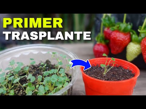 Видео: 🍓ЗЕМЛЯНИКА - Первая пересадка - СУБСТРАТ - из семян