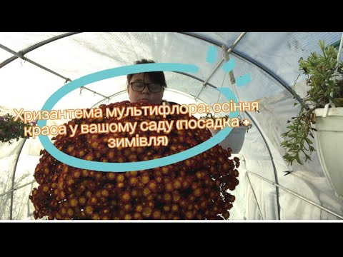 Видео: Хризантема мультифлора: осіння краса у вашому саду (посадка + зимівля)