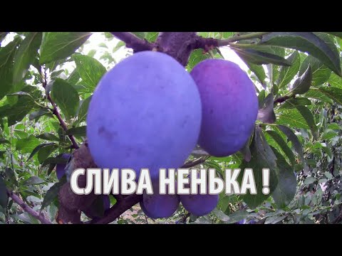 Видео: Слива Ненька!!!