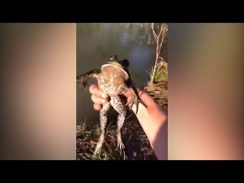 Видео: 🔥 СМЕШНЫЕ ПРИКОЛЫ НА ОХОТЕ И РЫБАЛКЕ 2021! | лучшие приколы! #7 🔥