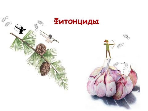 Видео: Фитонциды