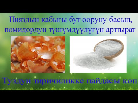 Видео: Пияз бут ооруну басып, помидордун түшүмдүүлүгүн арттырат  Туздун 25 пайдасы