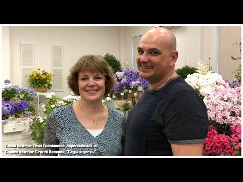 Видео: "Мир флоксов 2022": Мелкоцветковые и новые сорта, снятые с разных камер