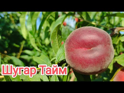 Видео: Персик Шугар Тайм/Peach Sugar Time