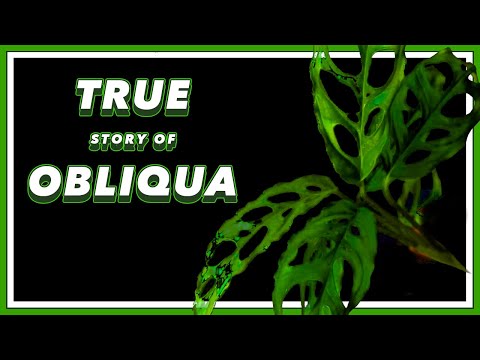 Видео: Прошлое монстеры косой, полное драматизма | Документальный фильм «Красотка в зеленом»