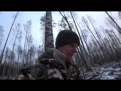 Видео: Аншлаг в тайге! Переходы лося, волки, гонные ямы. Открыл путик на куницу.