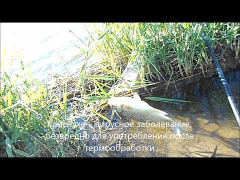 Видео: Жидкая манка уверенно побеждает три спиннинга с кормушками.Поплавочная рыбалка.