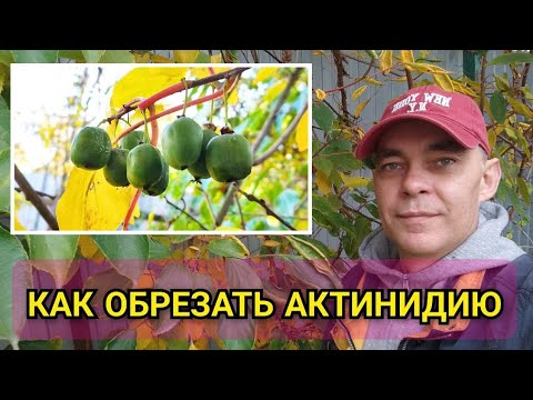 Видео: Как обрезать АКТИНИДИЮ осенью на большой урожай летом: форма шпалеры и обрезка актинидии #garden 