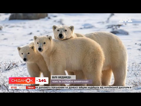 Видео: Самые крупные хищники на планете: интересные факты о белых медведях