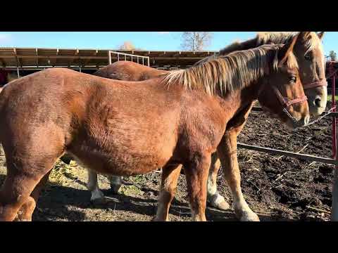 Видео: Лошаки на Продажу