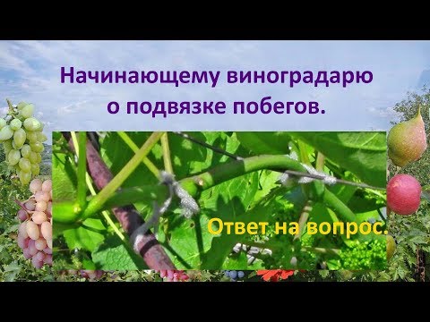 Видео: @Начинающему виноградарю о подвязке побегов  Ответ на вопрос