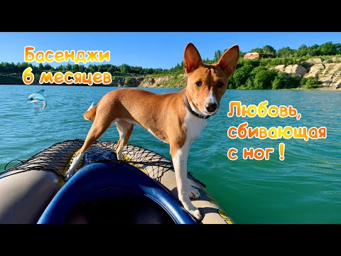 Видео: Басенджи в 6 месяцев или Любовь, сбивающая с ног | Basenji 6 months old