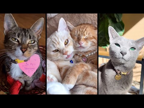 Видео: Cute and funny CATS.🐱 And Some Just Interesting Moments.😻Videos🔶 Сompilation # 1🔶