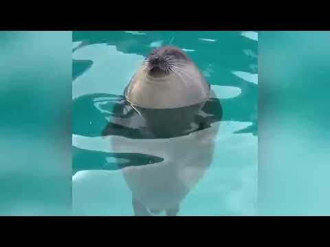 Видео: Прикольные животные!!!!!!!)))))))Посмотри это видео будешь весь день с настроением!