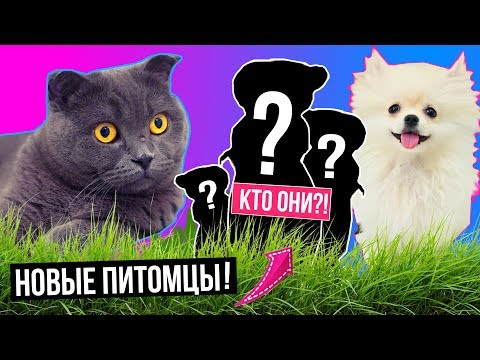 Видео: У НАС НОВЫЕ ПИТОМЦЫ! РЕАКЦИЯ БАТТЕРС И ЭЛИС