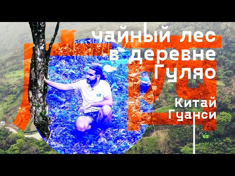 Видео: Гуляо Ча. Чайный лес в деревне Гуляо, провинция Гуанси