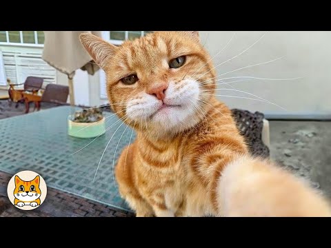 Видео: Когда живёшь с котом-экстравертом 😂