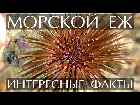 Видео: Морской Еж интересные факты