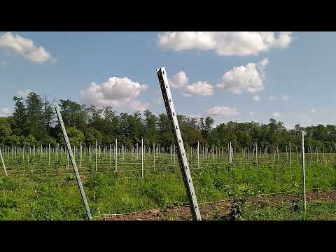 Видео: 1,5 гектар ежевики