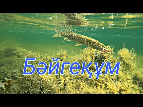 Видео: БӘЙГЕҚҰМ КӨЛІ. ШОРТАН, ЖЕРЕХ. Тамаша демалыс.