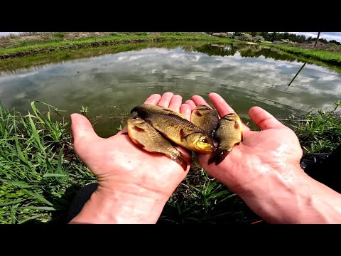 Видео: Золотой карась Зарыбление водоёма красным карасём , кормим рыбу ловля раков, Жизнь У Пруда