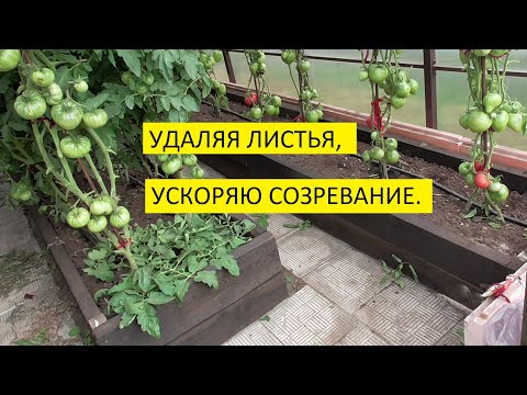Видео: Нужно ли удалять листья у томатов? Как я удаляю листья у томатов в теплице.