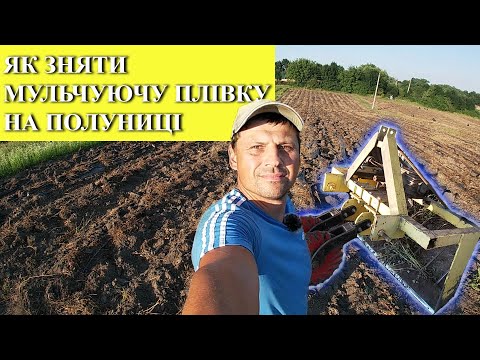 Видео: Як зняти мульчуючу плівку на полуниці