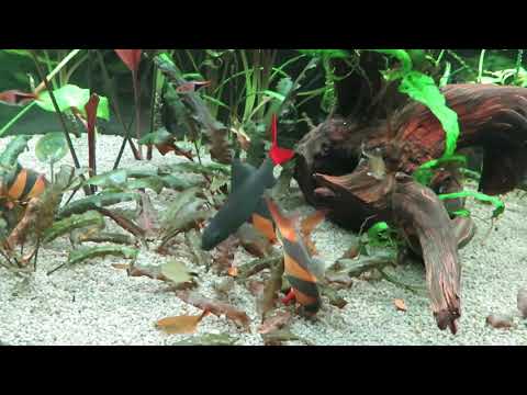 Видео: Ювель 180/новый светильник/новые жильцы/печальная история одного гурами