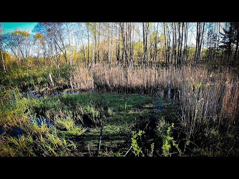 Видео: Все в Гадюках і Вужах:Рибалка на Карася в Джунглях Полісся