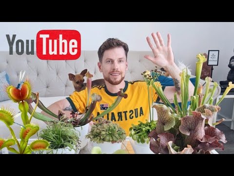 Видео: Хищные растения в моей коллекции. Мой уход и наблюдения. Carnivorous plants.