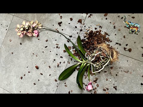 Видео: Полив цветущих орхидей 😝😁 #phal #orchid #поливорхидей