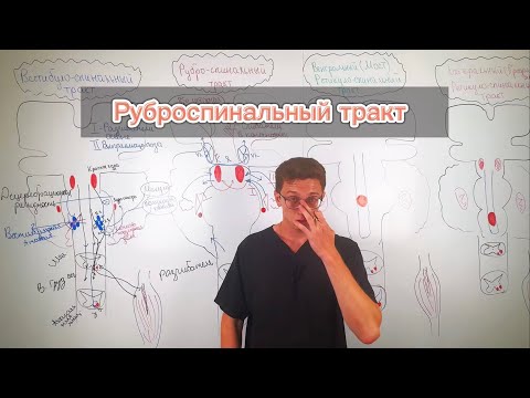 Видео: Руброспинальный путь: Тайный моторный командир вашего мозга