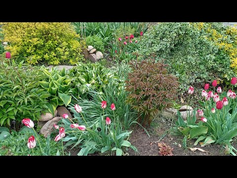 Видео: 15.05.25г.Холодный май/Сад, огород пенсионерки/🌸Поздние тюльпаны🌷/Обзор/Всходы/🌿🌱