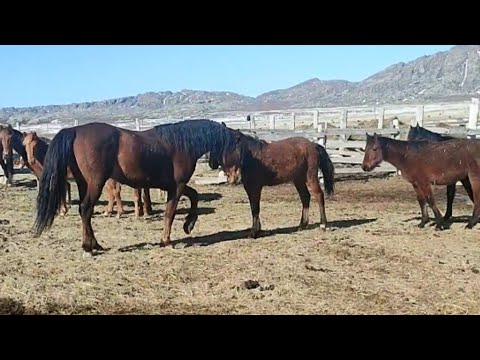 Видео: Үйірге тайларды қосу.