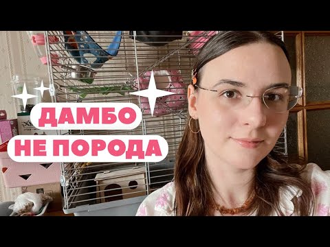 Видео: КАКИЕ БЫВАЮТ КРЫСЫ? 🐀🍑 | ЛЫСЫЕ, ДАМБО И СТАНДАРТ | ТИПЫ КРЫС 🐁