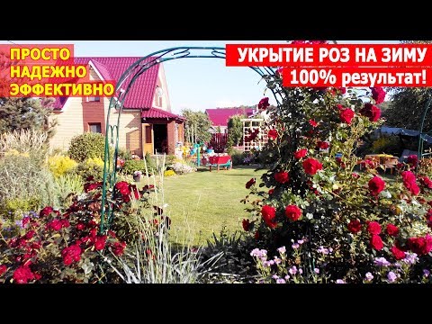 Видео: Укрытие роз на зиму. Зимовка роз - СЕКРЕТ 100% сохранности роз. Простой способ укрытия.